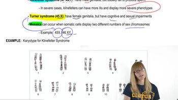 Human Sex Chromosomes