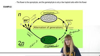 gametes in plants