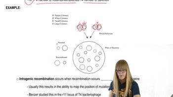 Mapping Bacteriophages