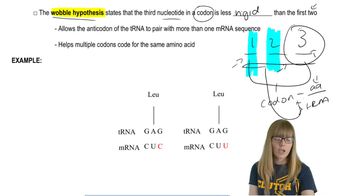 Translation:Wobble Hypothesis