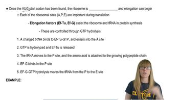 Translation Elongation