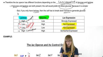 Solved Normal function of the lac operon means that the cell