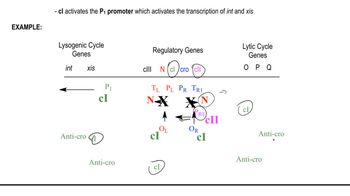 Decision Between Lytic and Lysogenic Cycles