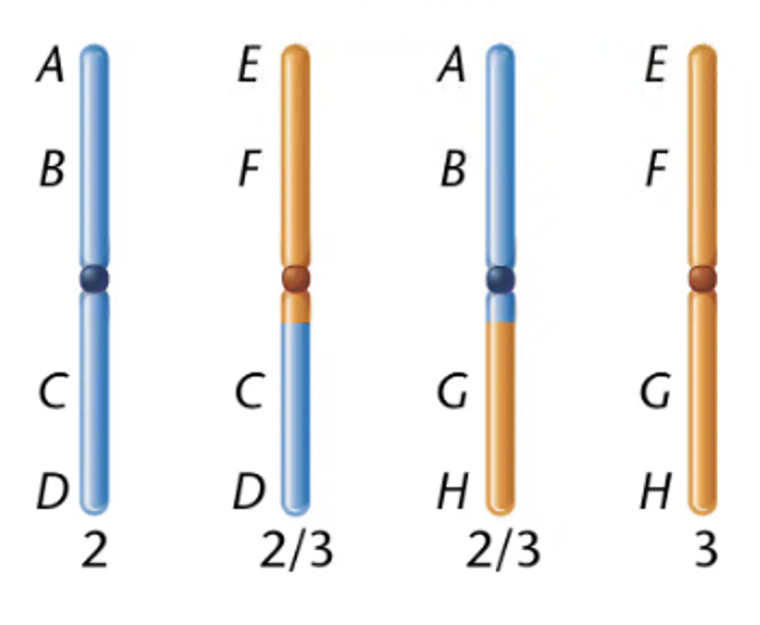 Diagram showing a heterozygous reciprocal translocation between chromosomes 2 and 3 with exchanged segments.