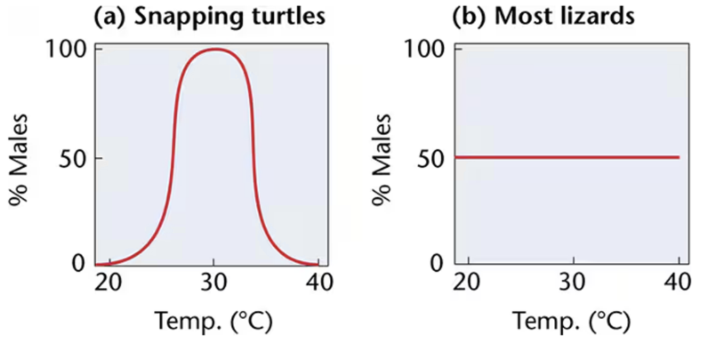 Graphs showing male percentage vs. temperature: snapping turtles peak at 30°C, lizards remain constant at 50%.