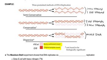 Semiconservative Replication