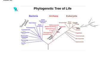 Phylogenetic Trees