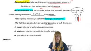 Meiosis Overview