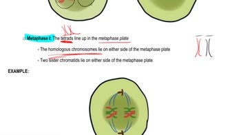 Meiosis Steps