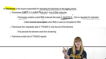 Telomeres and Telomerase