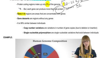 Human Genome Composition