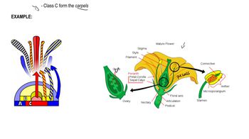 Plant HOX genes