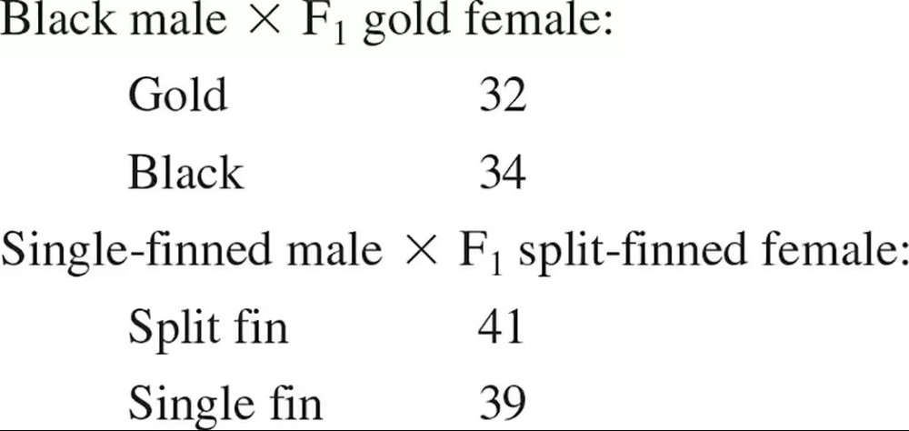 Results of goldfish breeding experiments showing offspring color and fin type from specific crosses.
