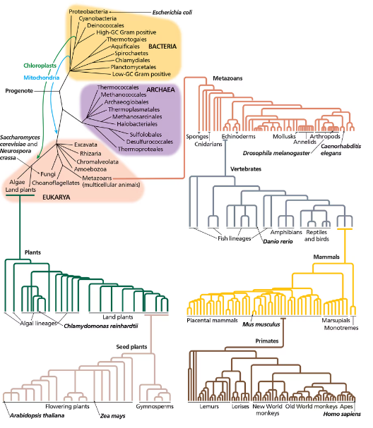 Tree of life diagram illustrating evolutionary relationships among organisms, highlighting humans, plants, and fungi.