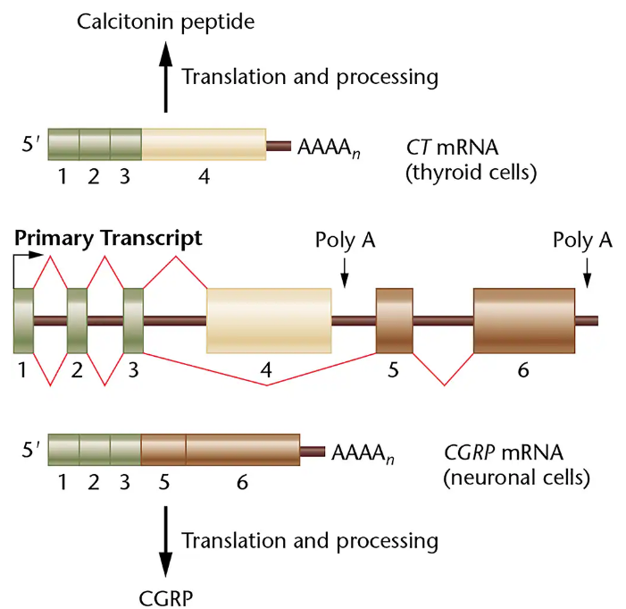 Diagram showing alternative splicing of a primary transcript producing CT mRNA with exons 1-4 and CGRP mRNA with exons 1-3, 5, and 6.