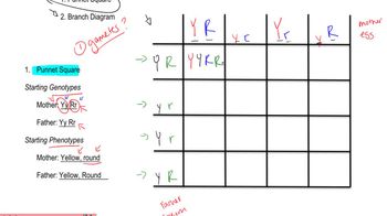 Punnet Square