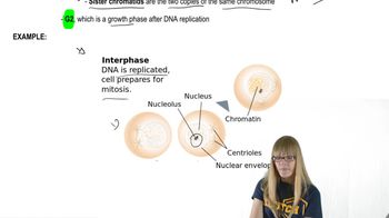 Mitosis Steps