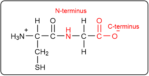 Peptide structure with N-terminus and C-terminus labeled in red.