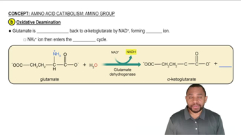 Amino Acid Catabolism: Amino Group Concept 3