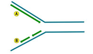 replication fork