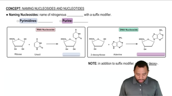 Naming Nucleosides and Nucleotides Concept 1