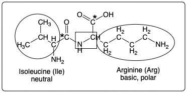 Peptide structure of Isoleucine and Arginine with annotations for R groups and bond types.