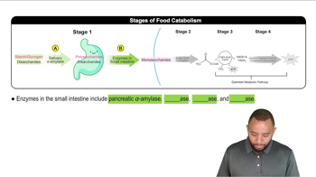 Intro To Carbohydrate Metabolism Concept 2