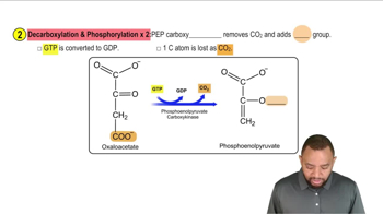 Gluconeogenesis Concept 3