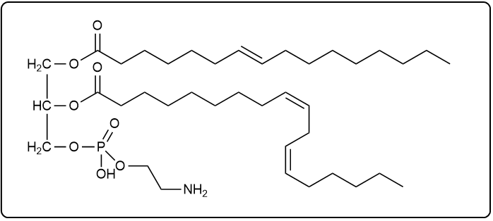 Phosphoglyceride structure with palmitic acid, linoleic acid, and phosphate group with hydroxylamine.