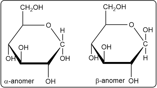 Cyclic hemiacetal forms of D-glucose showing α and β anomers.