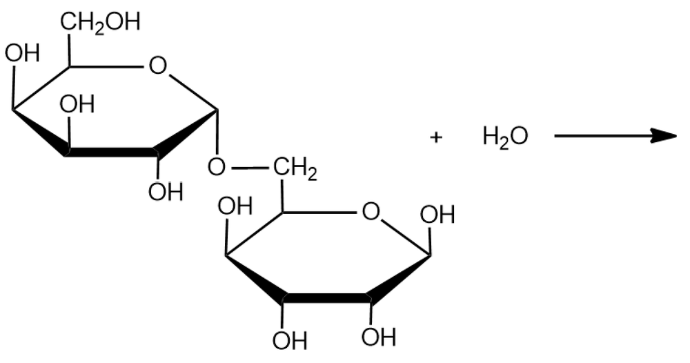 Chemical reaction showing disaccharide formation with water, indicating condensation or hydrolysis.