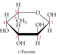 Structural diagram of l-Fucose, a monosaccharide, with labeled carbon atoms and hydroxyl groups.