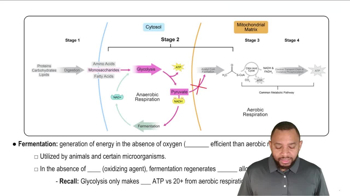 Anaerobic Respiration Concept 2