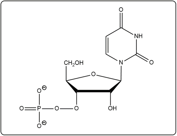 Nucleotide structure showing a sugar, phosphate, and nitrogenous base.