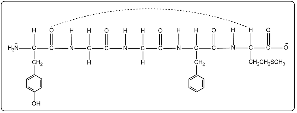 Linear structure of pentapeptide Tyr-Gly-Gly-Phe-Met with hydrogen bonds for α-helix stabilization.