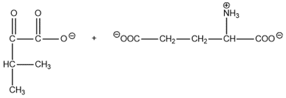 Chemical structures of leucine and alpha-ketoglutarate for amino acid catabolism.