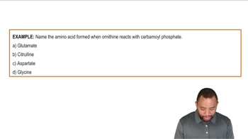 The Urea Cycle Example 2