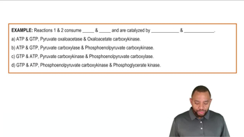 Gluconeogenesis Example 5