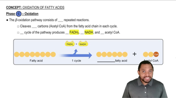 Oxidation of Fatty Acids Concept 3