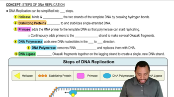 Steps of DNA Replication Concept 1