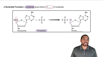 Nucleoside and Nucleotide Formation Concept 2