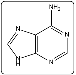 Chemical structure of adenine, a nitrogenous base in DNA.