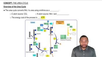 The Urea Cycle Concept 1