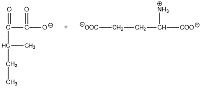 Chemical structures of leucine and alpha-ketoglutarate for amino acid catabolism.