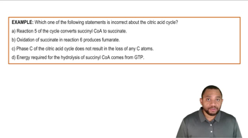 Phase C - Oxaloacetate Regeneration Example 3