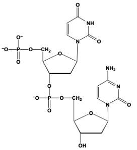 dinucleotide