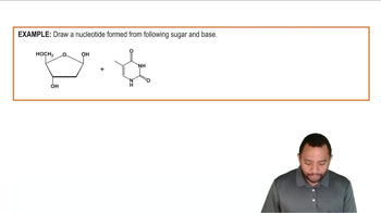 Nucleoside and Nucleotide Formation Example 1