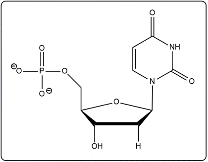 Chemical structure of UMP featuring uracil, ribose, and phosphate group.