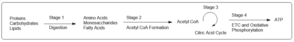 Flowchart showing four stages of metabolism: Digestion, Acetyl CoA Formation, Citric Acid Cycle, and ETC.