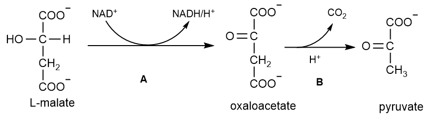 Chemical reaction showing L-malate, oxaloacetate, and pyruvate with arrows indicating transformation.